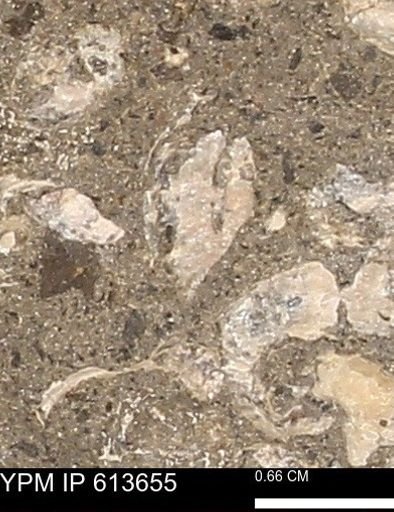 Scaphites sp.