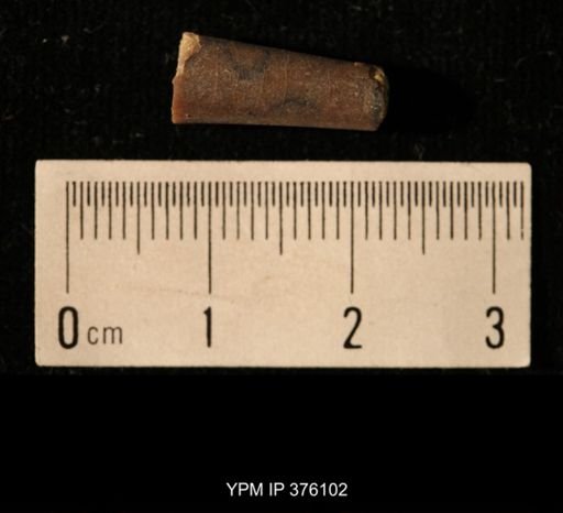 Pseudorthoceras knoxense