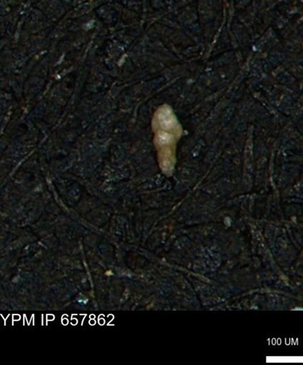 Verneuilinoides kansasensis