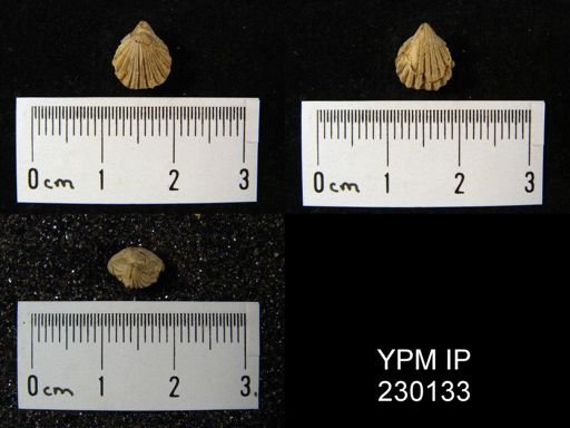 Hustedia mormoni