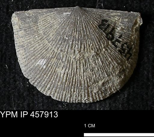 Strophodonta sp.