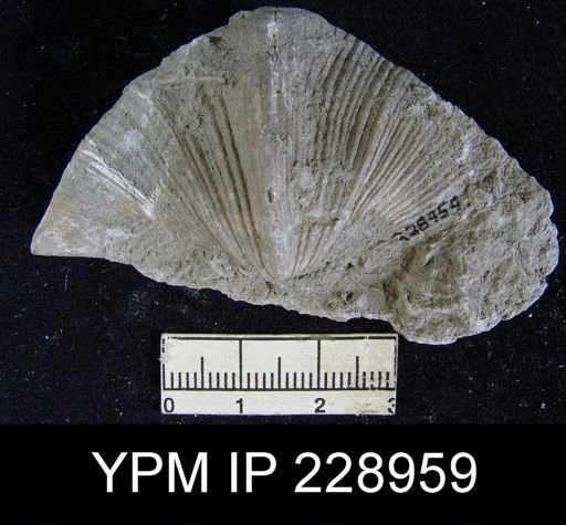 Neospirifer kansasensis