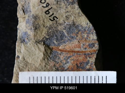 undet. Graptolithina