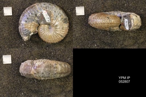 Discoscaphites gulosus