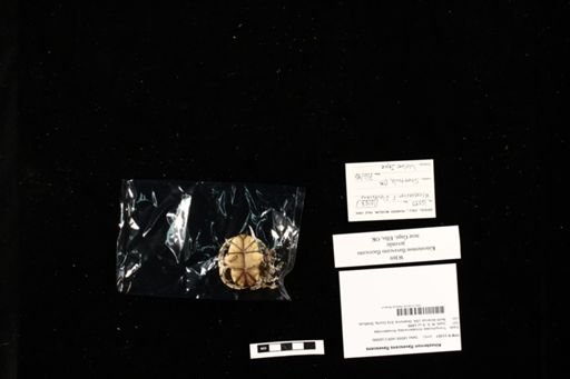 Kinosternon flavescens flavescens