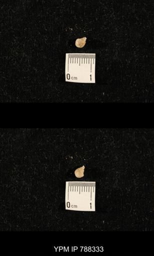 taxon undetermined