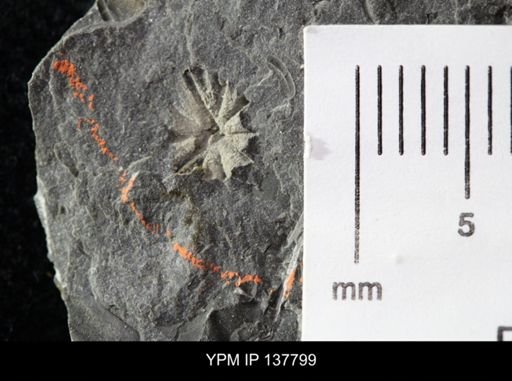 Eocystites primaevus