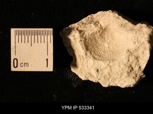 Echinoconchus sp.