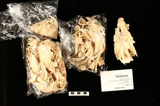 Morone saxatilis
