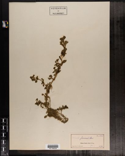 Plantae