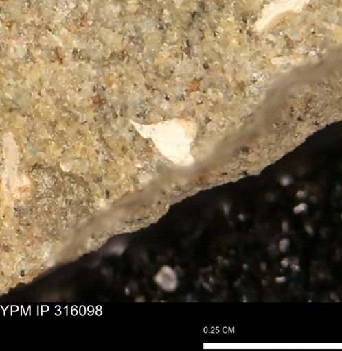 undet. Mollusca