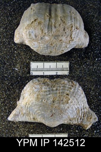 Productus (Dictyoclostus) indicus