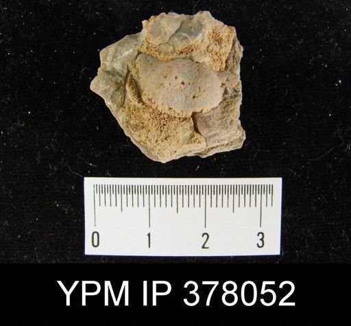 Chonetes quadratus
