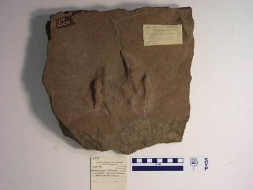 Anchisauripus hitchcocki