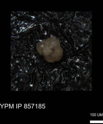 undet. Foraminiferida
