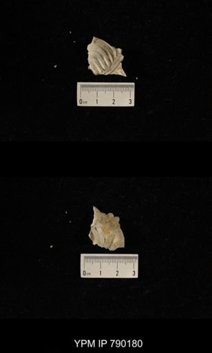 Leptodus sp.