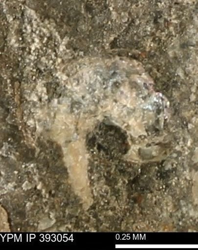 Scaphites sp.