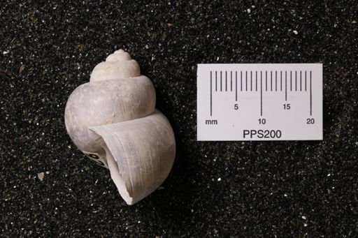 Viviparus georgianus