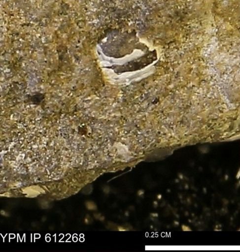 undet. Bivalvia
