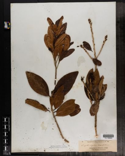 Plantae