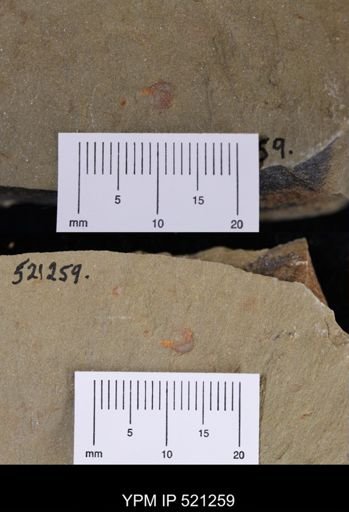 undet. Xiphosurida