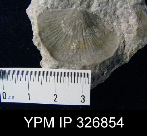 Strophonella headleyana