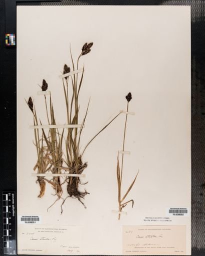 Carex