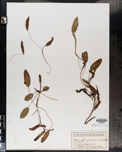 Potamogeton gramineus