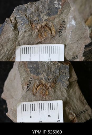 undet. Asterozoa