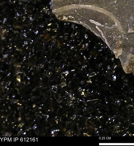 undet. Bivalvia