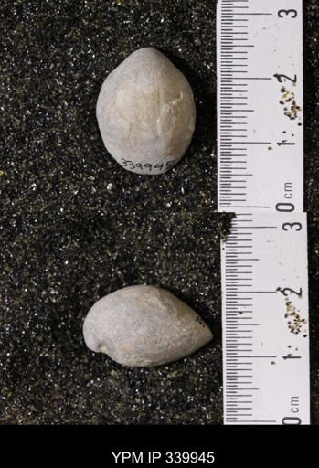 Kingena wacoensis