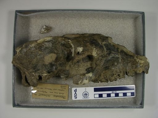 Theosodon lallemanti