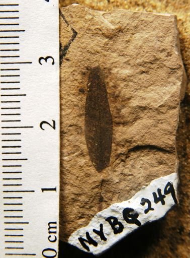 Conzattia coriacea