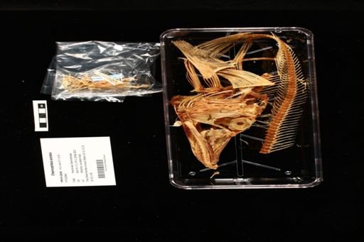 Chaenocephalus aceratus