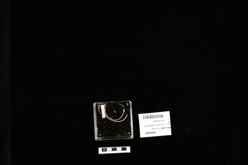 Ichthyophis