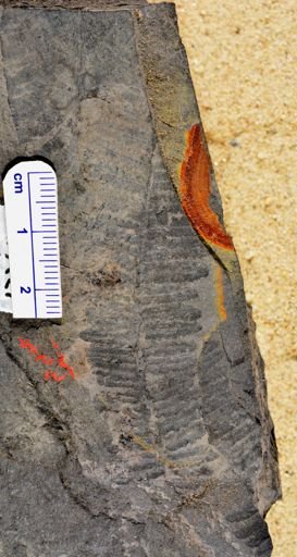 Pecopteris sp.