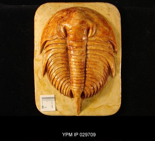 Olenellus thompsoni