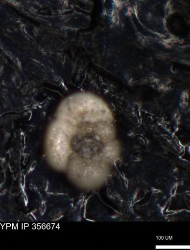undet. Foraminiferida