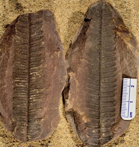 Pecopteris sp.