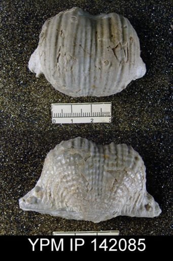 Productus (Dictyoclostus) indicus