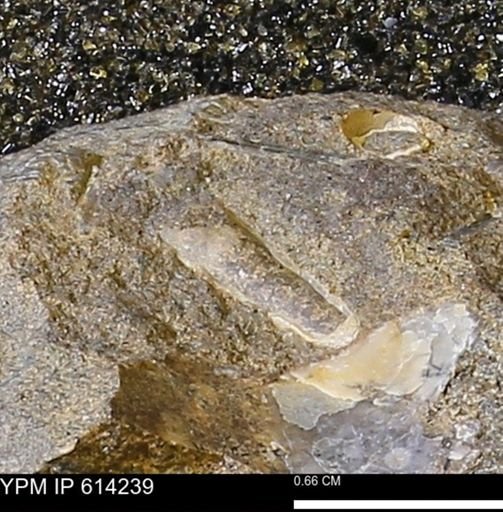 Baculites?