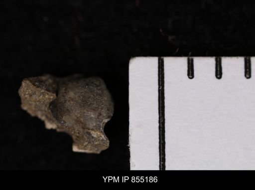 Protocardia subquadrata