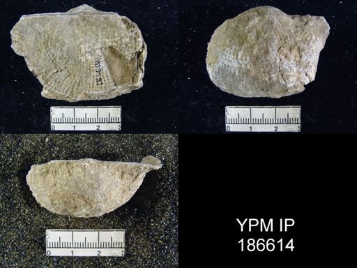 Dictyoclostus americanus
