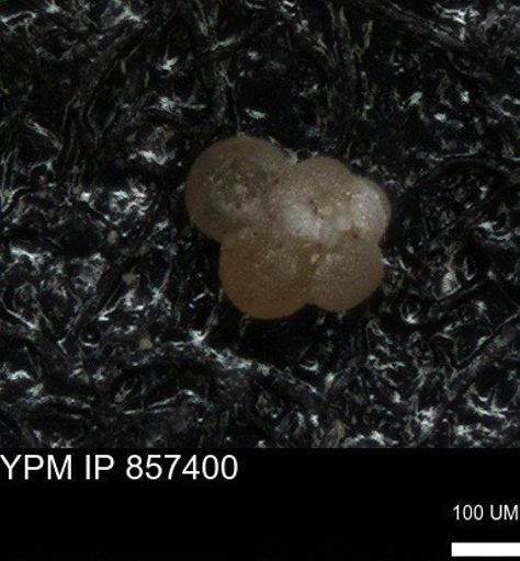 undet. Foraminiferida