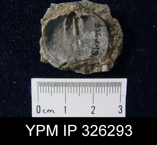Schizophoria sp.