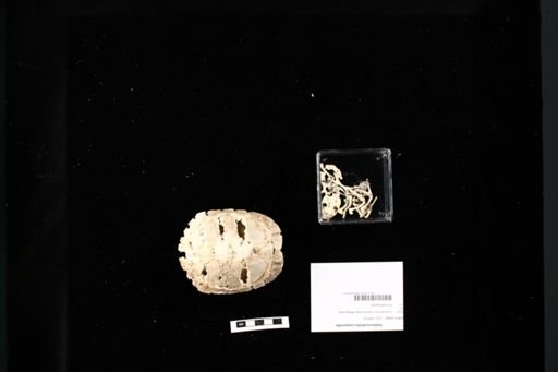 Siebenrockiella crassicollis