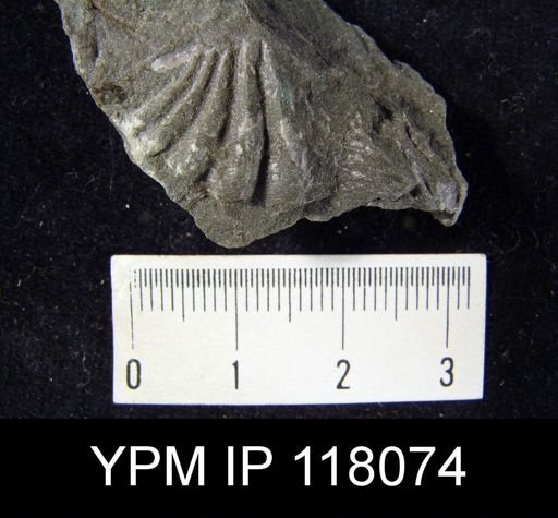 Spirifer subsulcatus