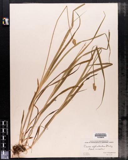 Carex cephaloidea