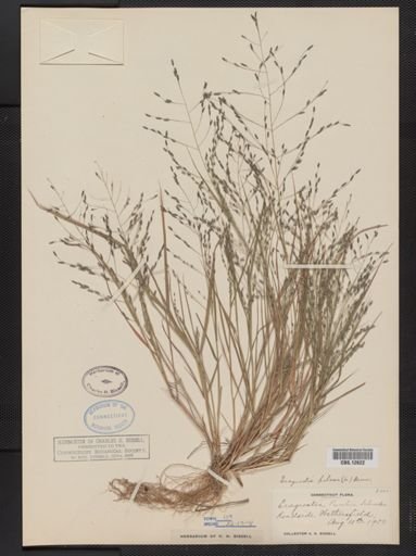 Eragrostis pilosa
