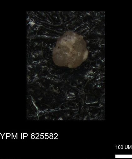 undet. Foraminiferida